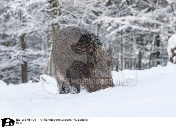 Wildschwein / boar / WS-08105