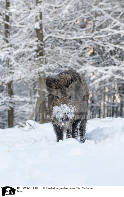 boar / WS-08110