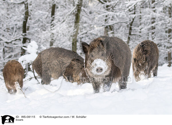 boars / WS-08115