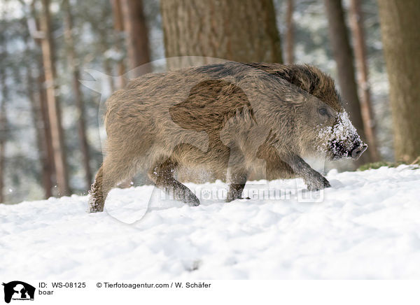 Wildschwein / boar / WS-08125