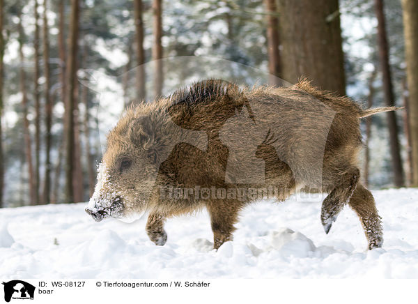 boar / WS-08127