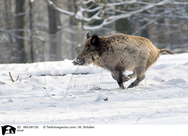 Wildschwein / boar / WS-08130