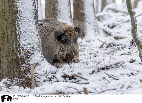 boar / WS-08135