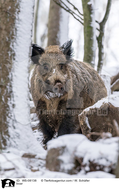 boar / WS-08138