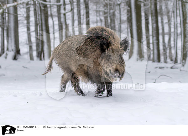 boar / WS-08145