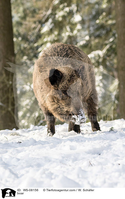 boar / WS-08156