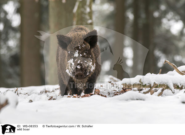 Wildschwein / wild boar / WS-08353