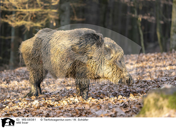 Wildschwein / wild boar / WS-08381