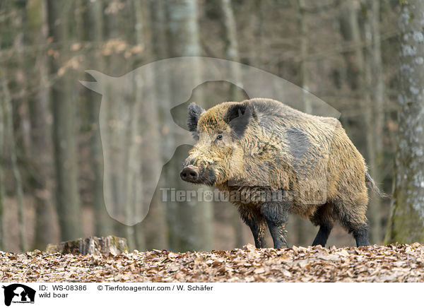 Wildschwein / wild boar / WS-08386