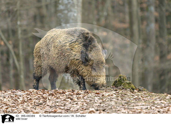 Wildschwein / wild boar / WS-08389