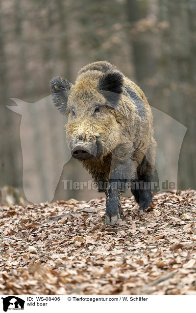 Wildschwein / wild boar / WS-08406