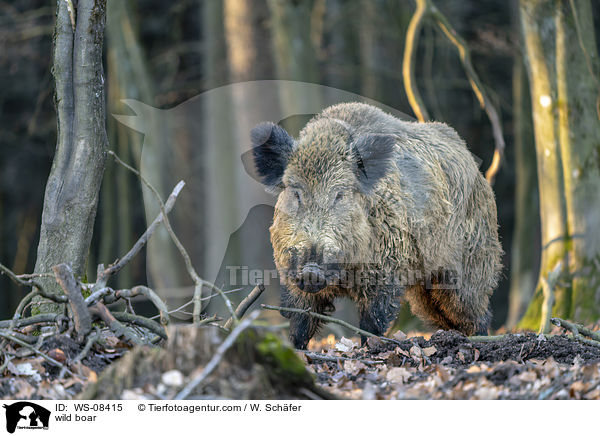 Wildschwein / wild boar / WS-08415