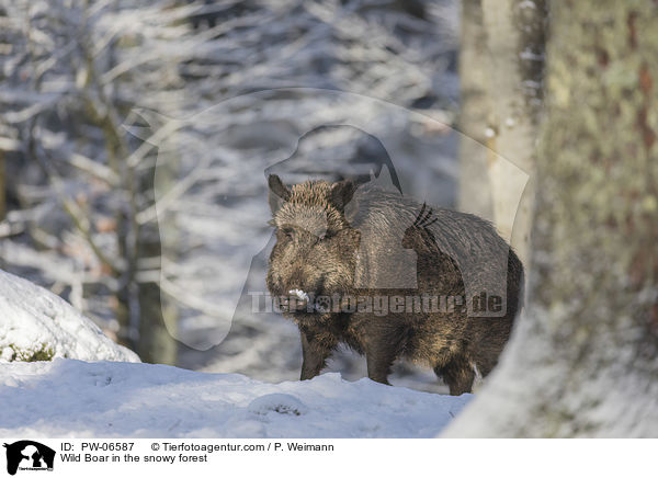 Wild Boar in the snowy forest / PW-06587