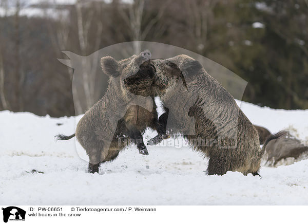 Wildschweine im Schnee / wild boars in the snow / PW-06651