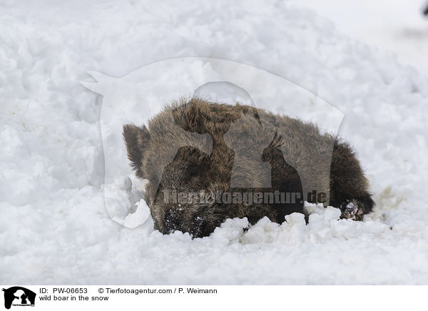 Wildschwein im Schnee / wild boar in the snow / PW-06653