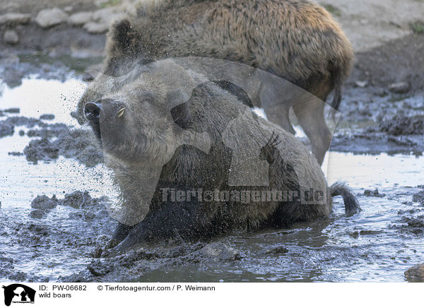 Wildschweine / wild boars / PW-06682