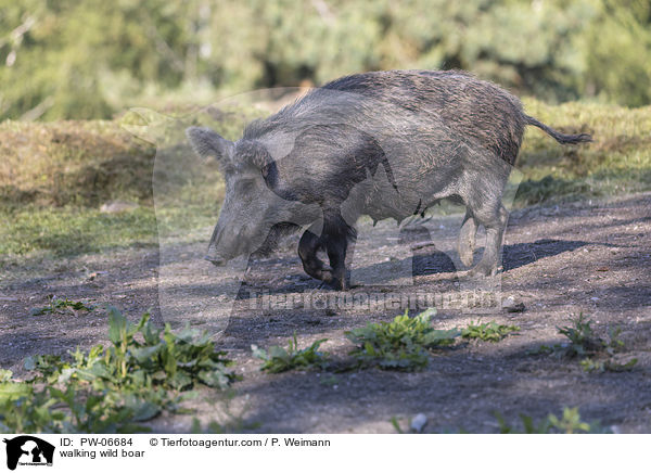 laufendes Wildschwein / walking wild boar / PW-06684