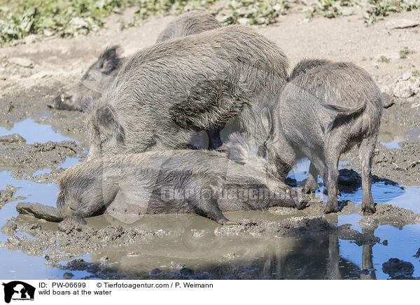 Wildschweine am Wasser / wild boars at the water / PW-06699