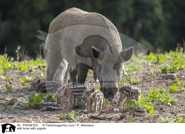 Wildschwein Bache mit Jungen / wild boar with piglets / PW-06703
