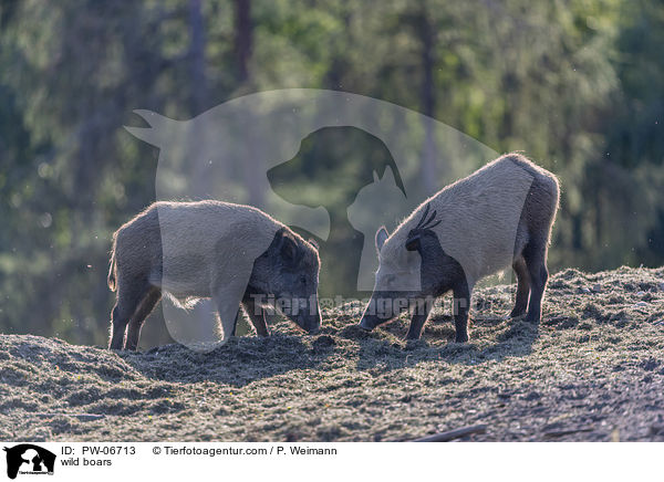 wild boars / PW-06713