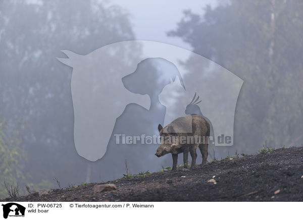 Wildschwein / wild boar / PW-06725