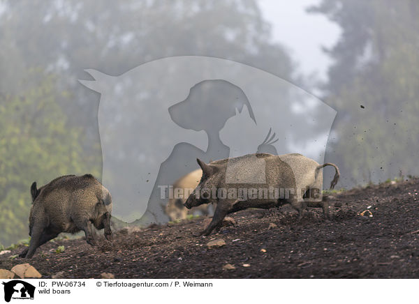 Wildschweine / wild boars / PW-06734
