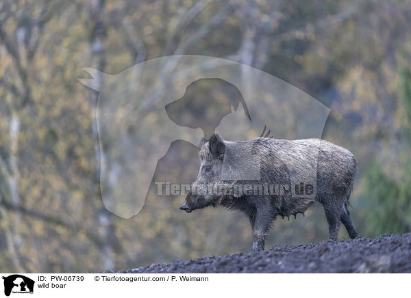 Wildschwein / wild boar / PW-06739