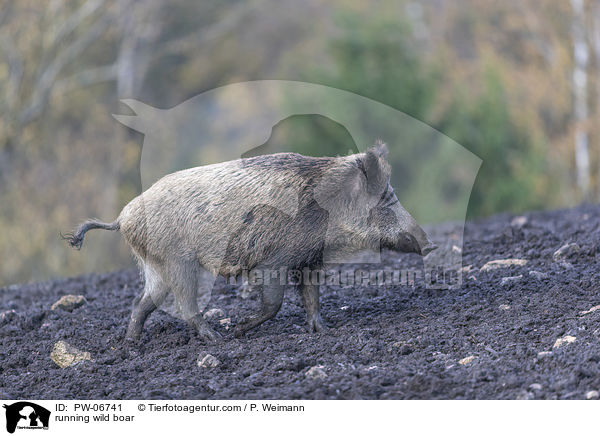 running wild boar / PW-06741