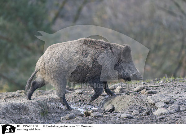 running wild boar / PW-06750