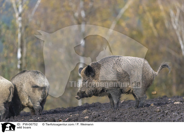 Wildschweine / wild boars / PW-06752