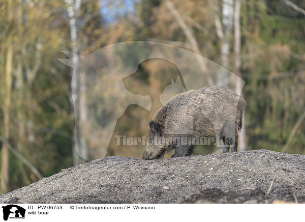 Wildschwein / wild boar / PW-06753