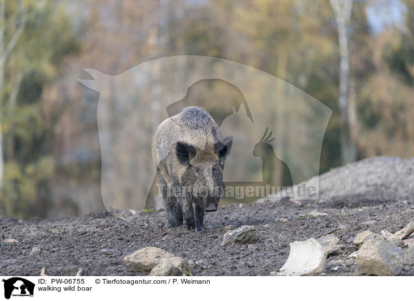 walking wild boar / PW-06755