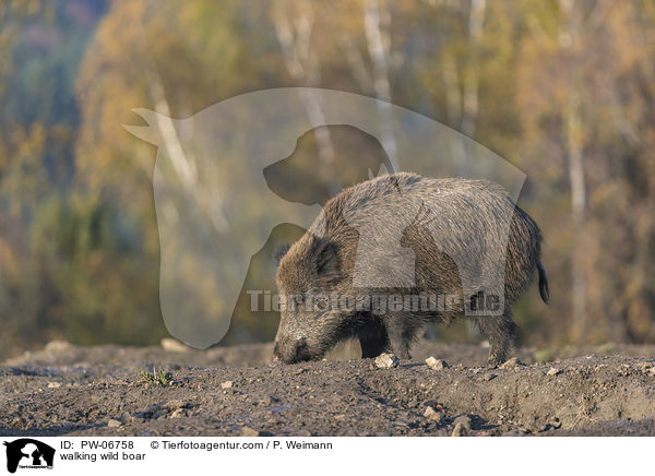 walking wild boar / PW-06758
