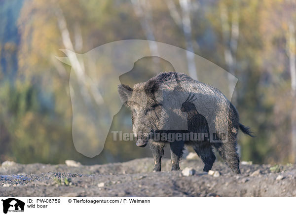 wild boar / PW-06759