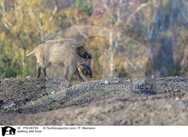 walking wild boar / PW-06760