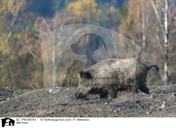 Wildschwein / wild boar / PW-06763