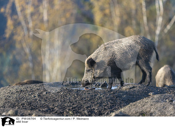 Wildschwein / wild boar / PW-06764