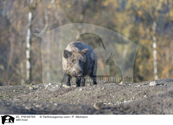 wild boar / PW-06765