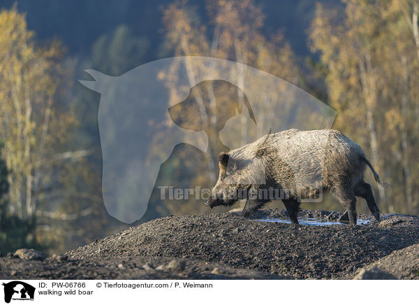 laufendes Wildschwein / walking wild boar / PW-06766