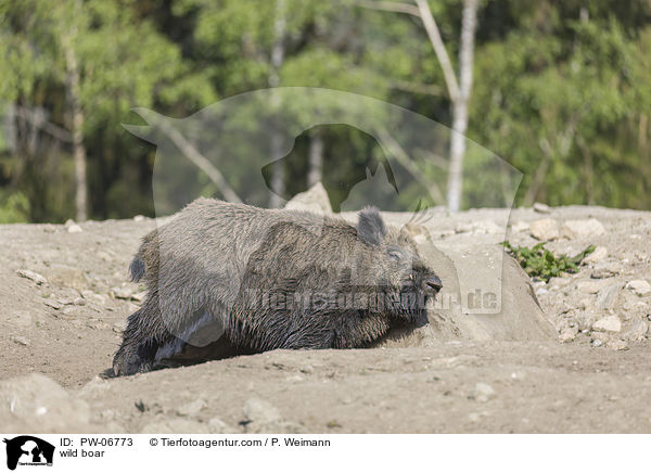 Wildschwein / wild boar / PW-06773