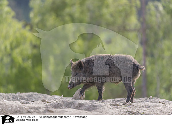 walking wild boar / PW-06776