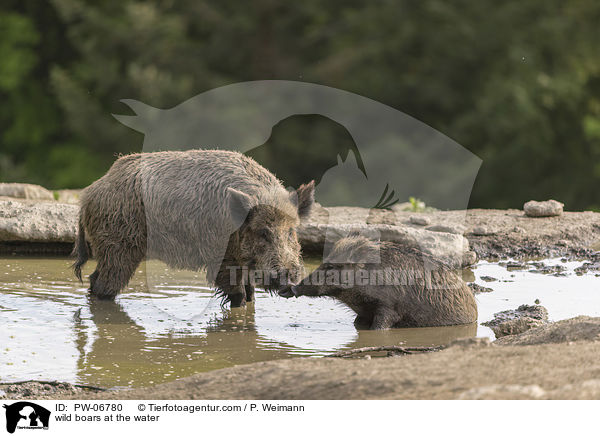 Wildschweine am Wasser / wild boars at the water / PW-06780