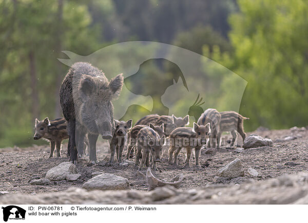 wild boar with piglets / PW-06781