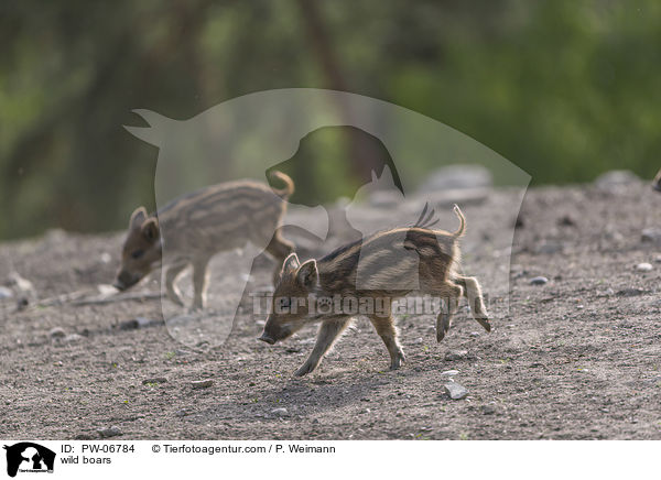 wild boars / PW-06784