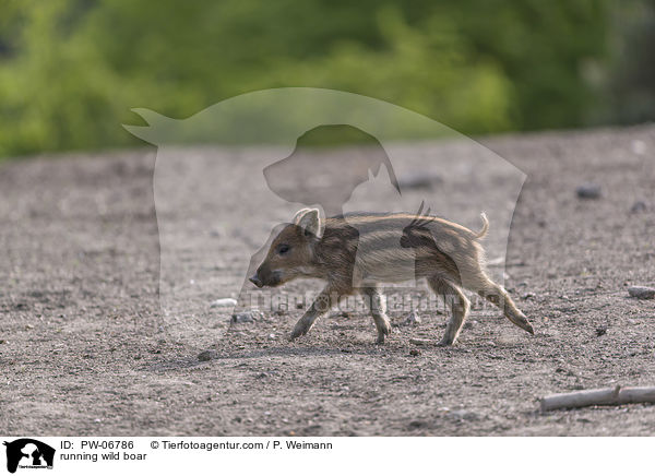 rennendes Wildschwein / running wild boar / PW-06786