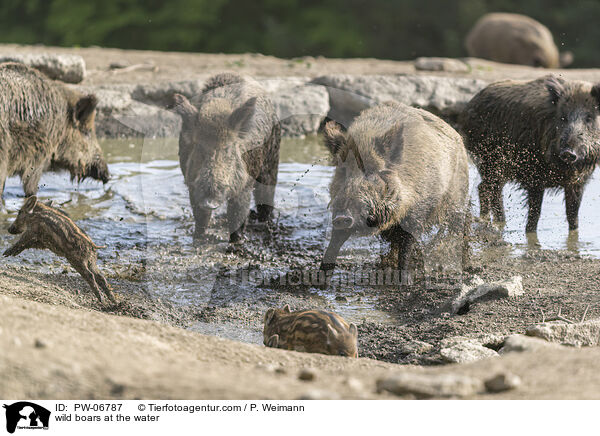 Wildschweine am Wasser / wild boars at the water / PW-06787