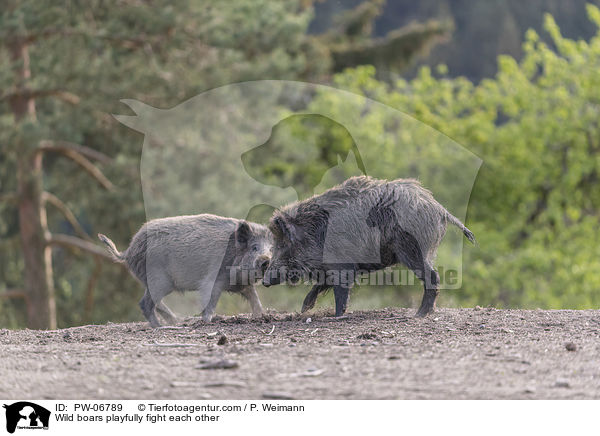 Wild boars playfully fight each other / PW-06789