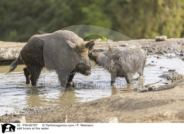 Wildschweine am Wasser / wild boars at the water / PW-06797