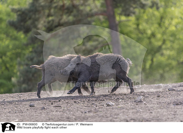 Wild boars playfully fight each other / PW-06800