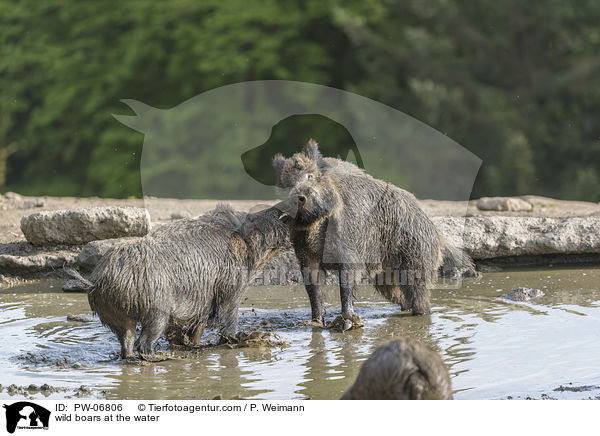 Wildschweine am Wasser / wild boars at the water / PW-06806